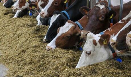 Silage kann mit Clostridien verschmutzt sein.