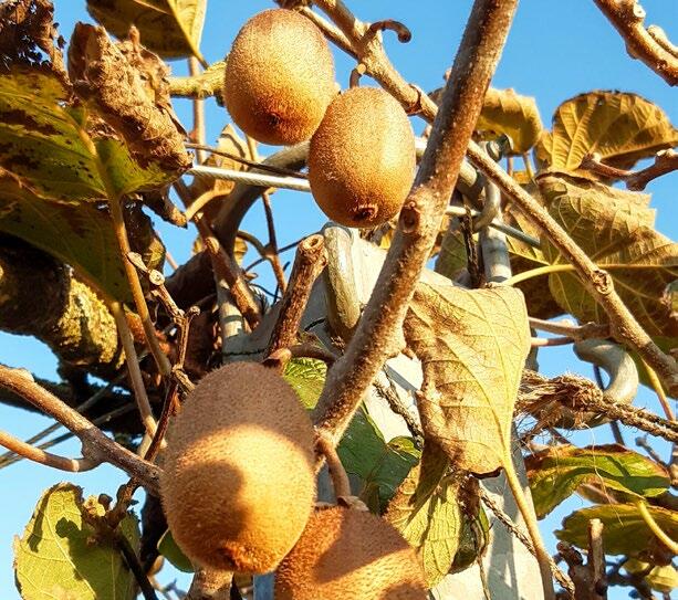 Kiwis sind Klettersträucher und brauchen daher immer etwas, an dem sie sich verankern können. 