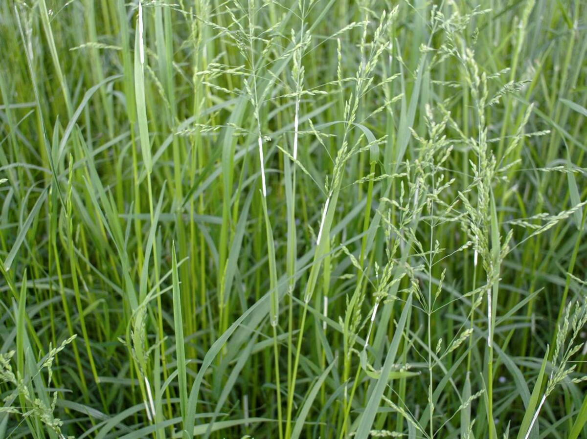 Tissus de l’endophyte Epichloë thyphina formant un film blanc sur la gaine de la feuille supérieure d’un pâturin commun. L’inflorescence ne sort que par...