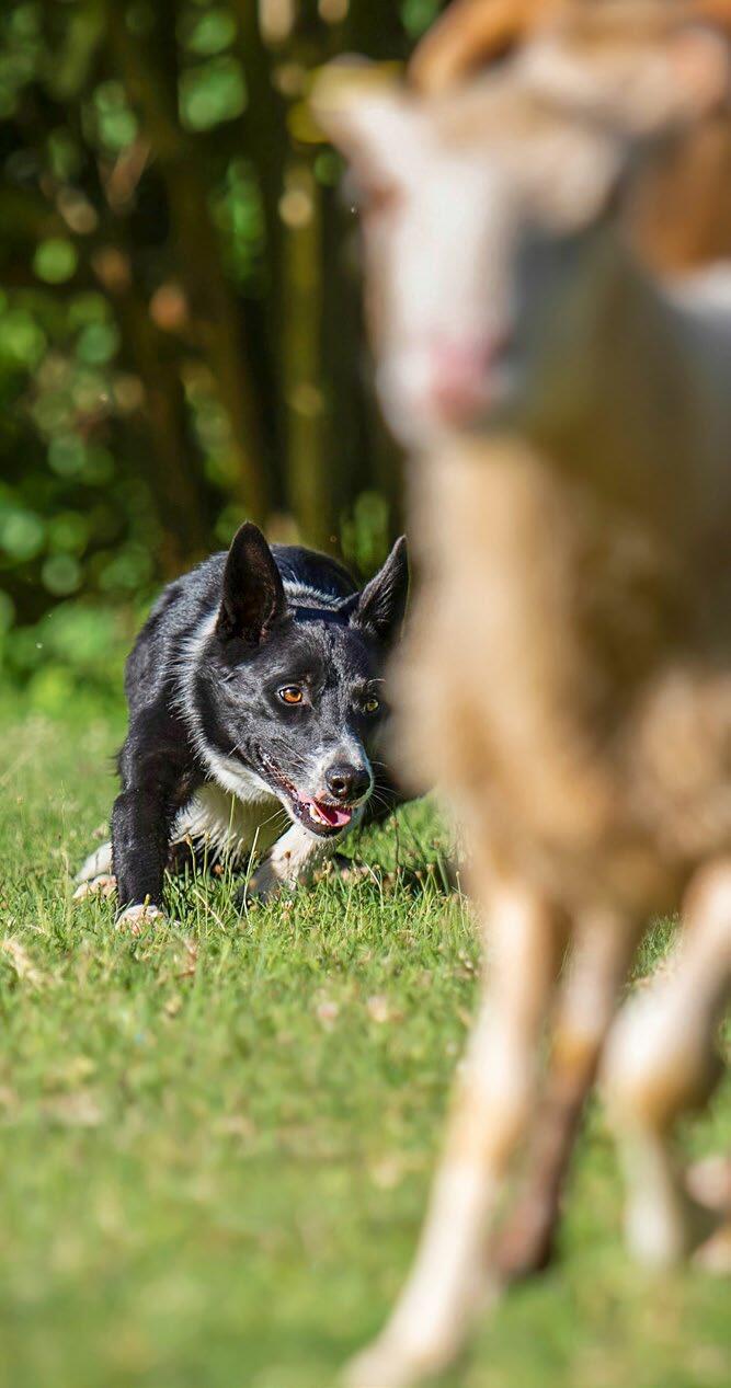Le Border Collie dirige les moutons par son aptitude corporelle et ses mouvements.