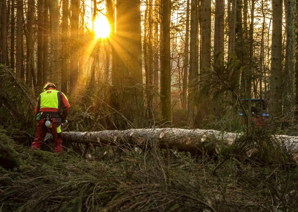 En hiver, les jours sont courts et il fait sombre en forêt : pour les activités de bûche ronnage, il est obligatoire d’opter pour un casque et une veste...