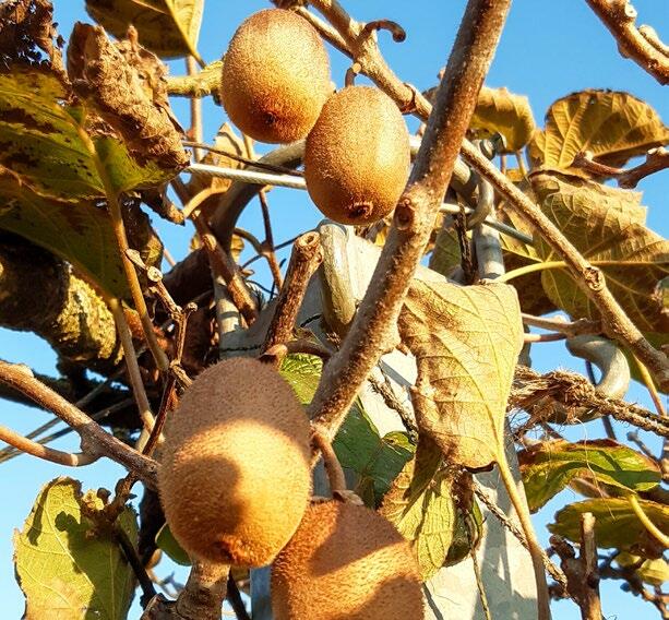 Comment S Appelle L Arbre Du Kiwi Utilisation et soins du kiwi