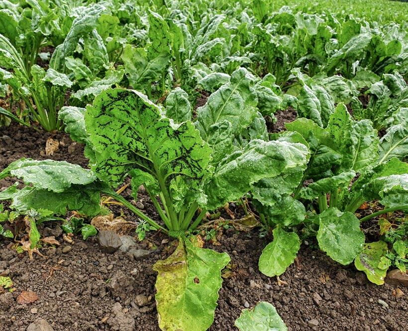 2020 – die Rübe am Scheideweg?