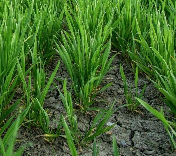 Bei Trockenheit, wie im Frühling 2020, kann Silizium entscheidend zur Stresstoleranz der Pflanze beitragen. 