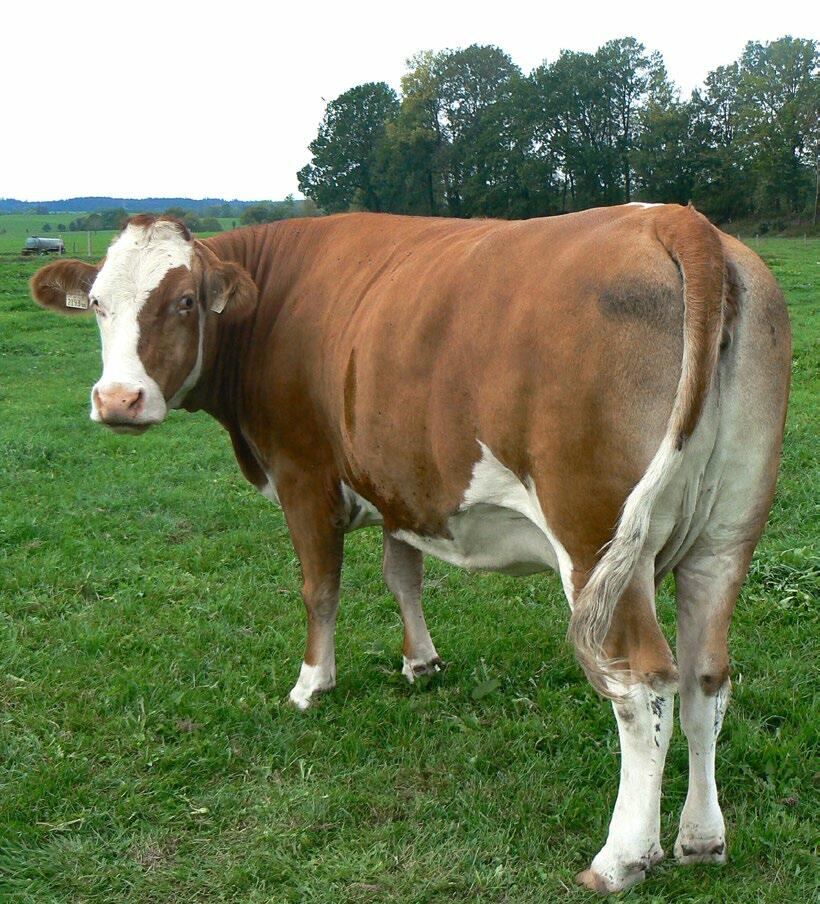 Überkonditionierte Kühe fressen nach dem Abkalben weniger und mobilisieren mehr Körperfett. Eine Korrektur des BCS sollte aber nicht während der Galtpha...