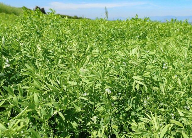 Die Linse ist eine krautige Pflanze und erreicht Wuchshöhen von 10 bis zu 50 cm. In den Hülsen wachsen ein bis zwei (manchmal auch drei) diskusförmige S...