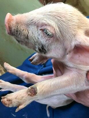 Streptokokken-Entzündungen entstehen zum Beispiel durch schlechte Hygiene oder ungenügende Immunabwehr der Ferkel.