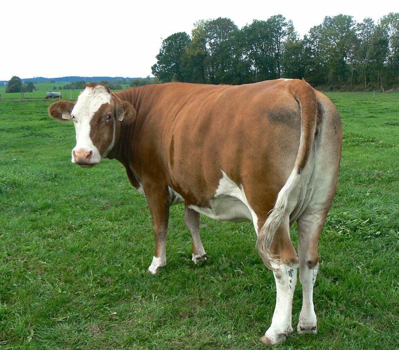 Les vaches trop grasses mangent moins après le vêlage et mobilisent plus de graisse corporelle. La correction du BCS ne devrait toutefois pas intervenir...