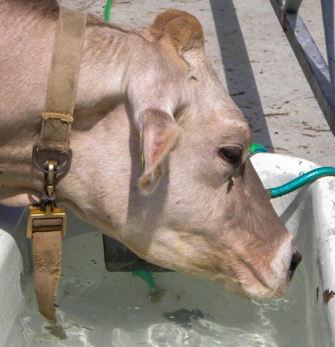 L’approvisionnement en eau peut aussi avoir un impact sur la fertilité. En effet, une carence en eau réduit l’ingestion. Il est primordial que l’étable...