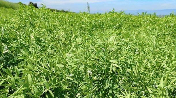 Les lentilles sont des plantes herbacées qui atteignent entre 10 et 50 cm de haut. Les cosses abritent une à deux (voire parfois trois) graines en forme...