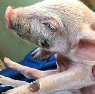 Des inflammations dues aux streptocoques surviennent par exemple en présence d’une mauvaise hygiène ou d’un affaiblissement du système immunitaire.