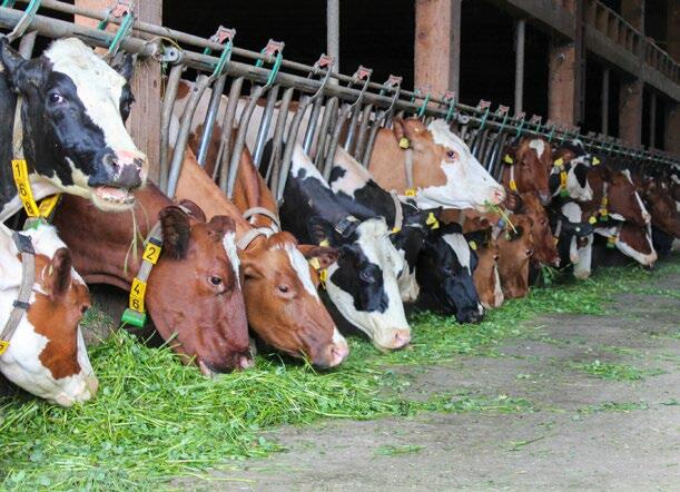 Viel frisches, junges Gras auf einmal kann Pansenblähungen hervorrufen.