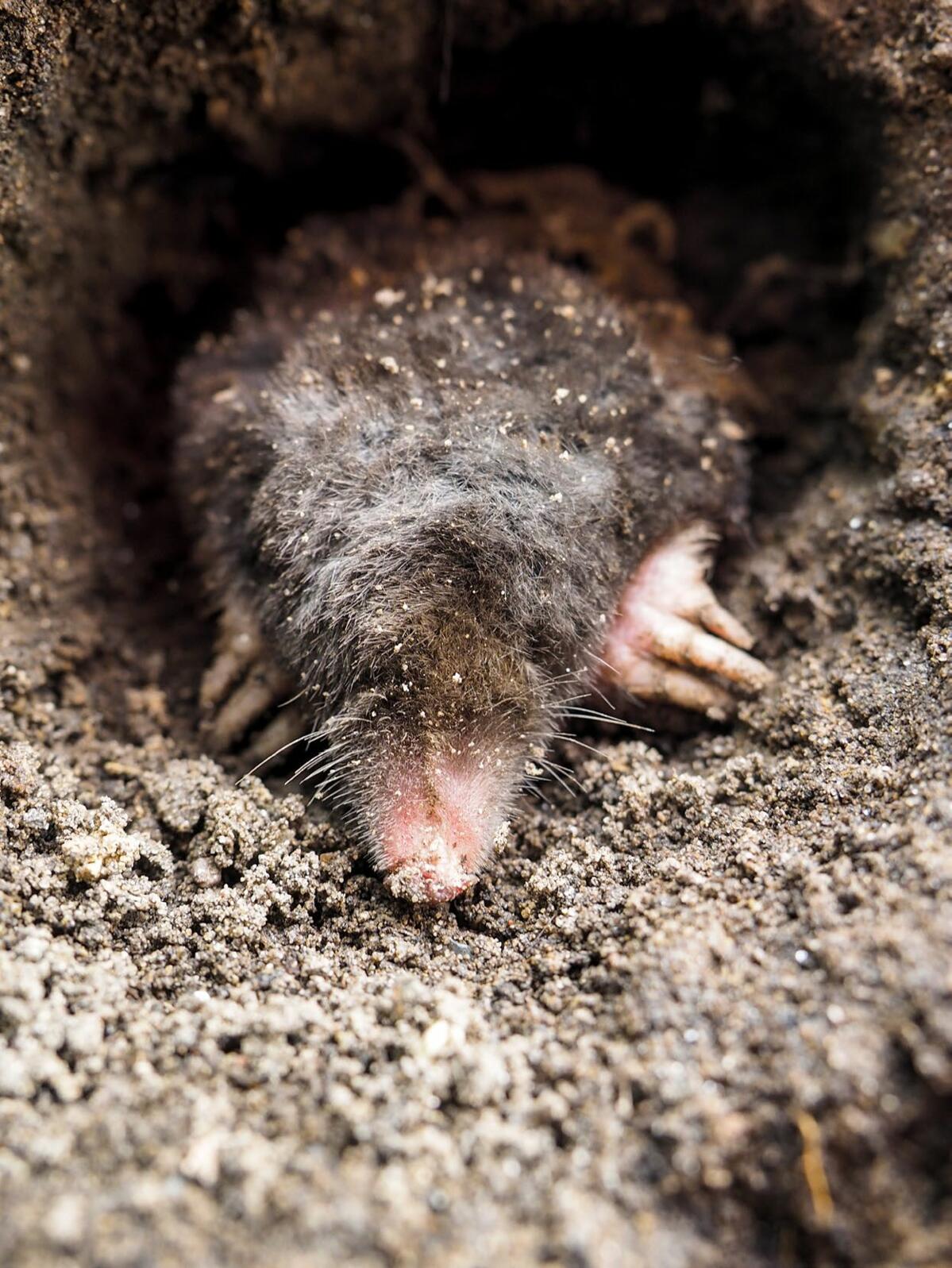 Tierische Grubenarbeiter