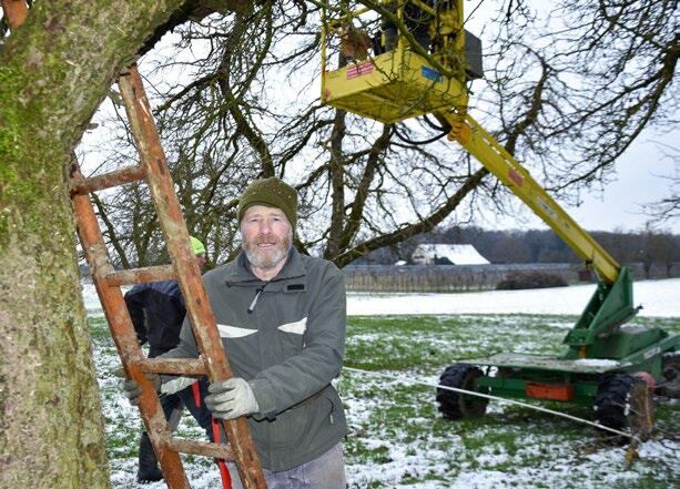 Seit zehn Jahren als Baumschnitt-Leiter im Winter im Einsatz: Hans Forster schneidet zusammen mit seinem Team bis zu 40 Bäume pro Tag.