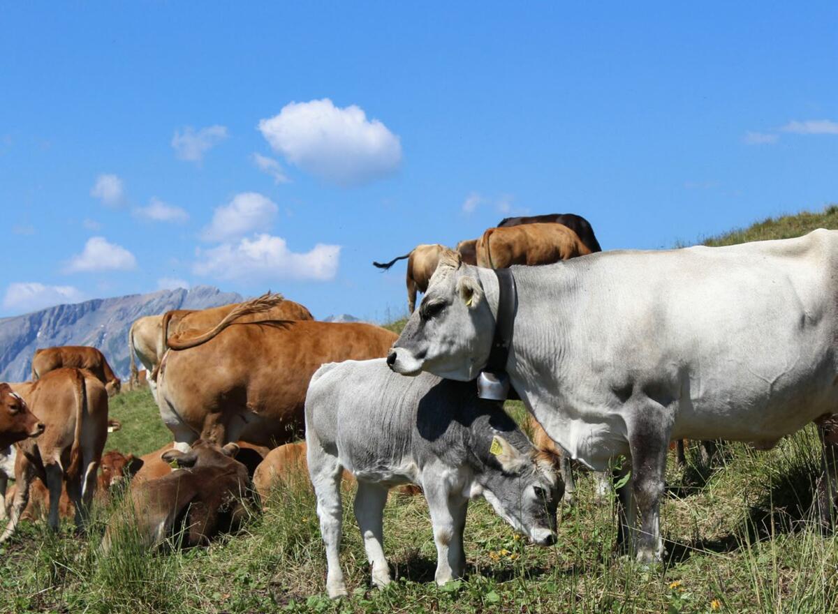 Tiere, die jedes Jahr gesömmert werden, kennen den Ablauf auf der Alp und bringen Ruhe in die Herde. Mutterkühe mit einem schwierigen Charakter sollen g...