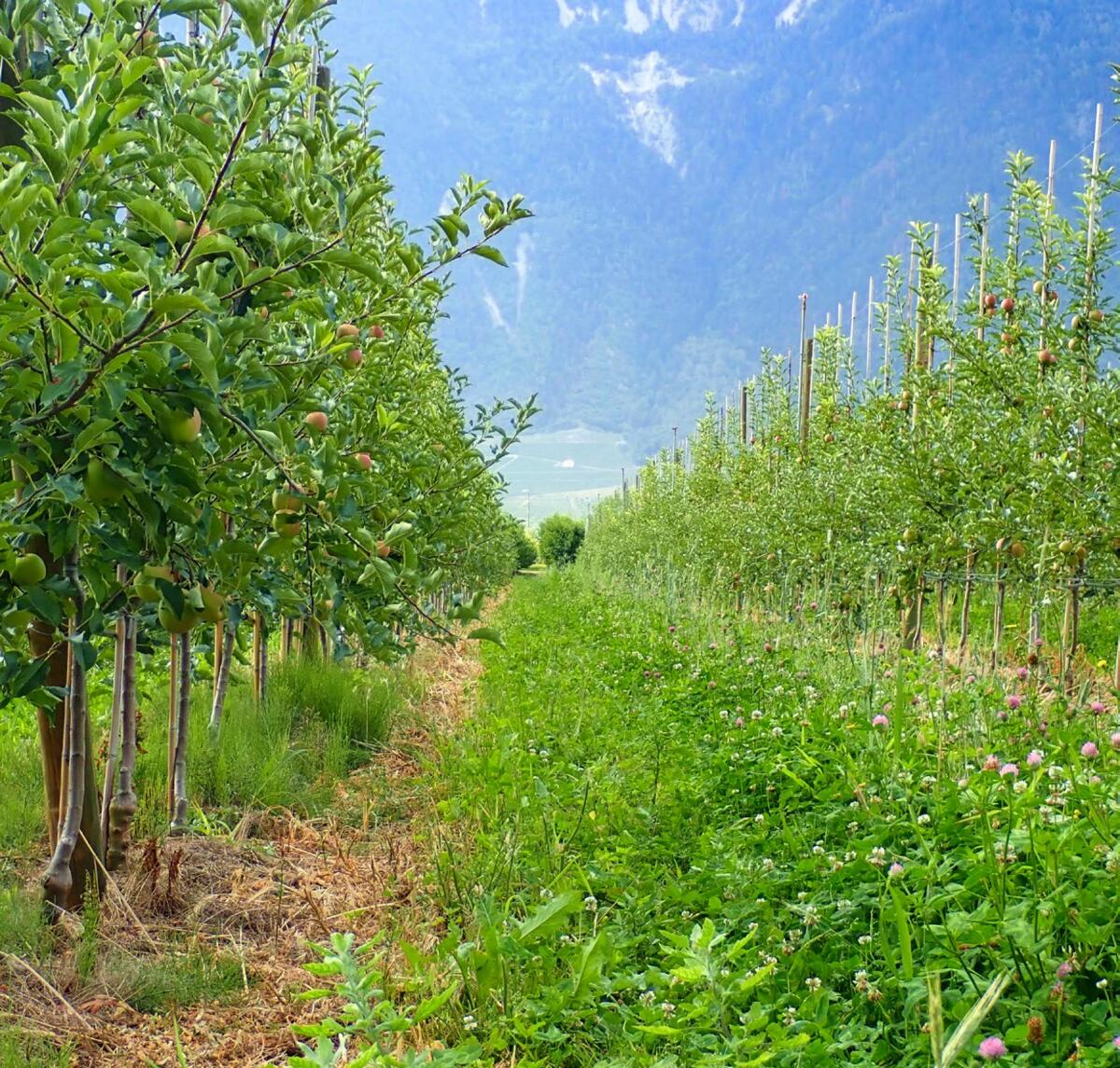 En fonction des précipitations et de la situation, on choisira un mélange pour site humide ou sec. 