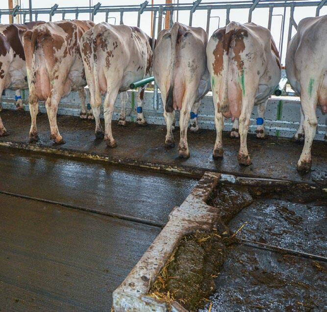 Stalles d’alimentation avec aire d’affouragement surélevée avec des séparations (type FlexStall). Les vaches ne sont jamais dérangées par le passage du...