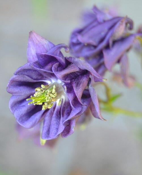 L’ancolie (aquilegia vulgaris) est une vivace sauvage indigène qui fleurit en début d’été. 