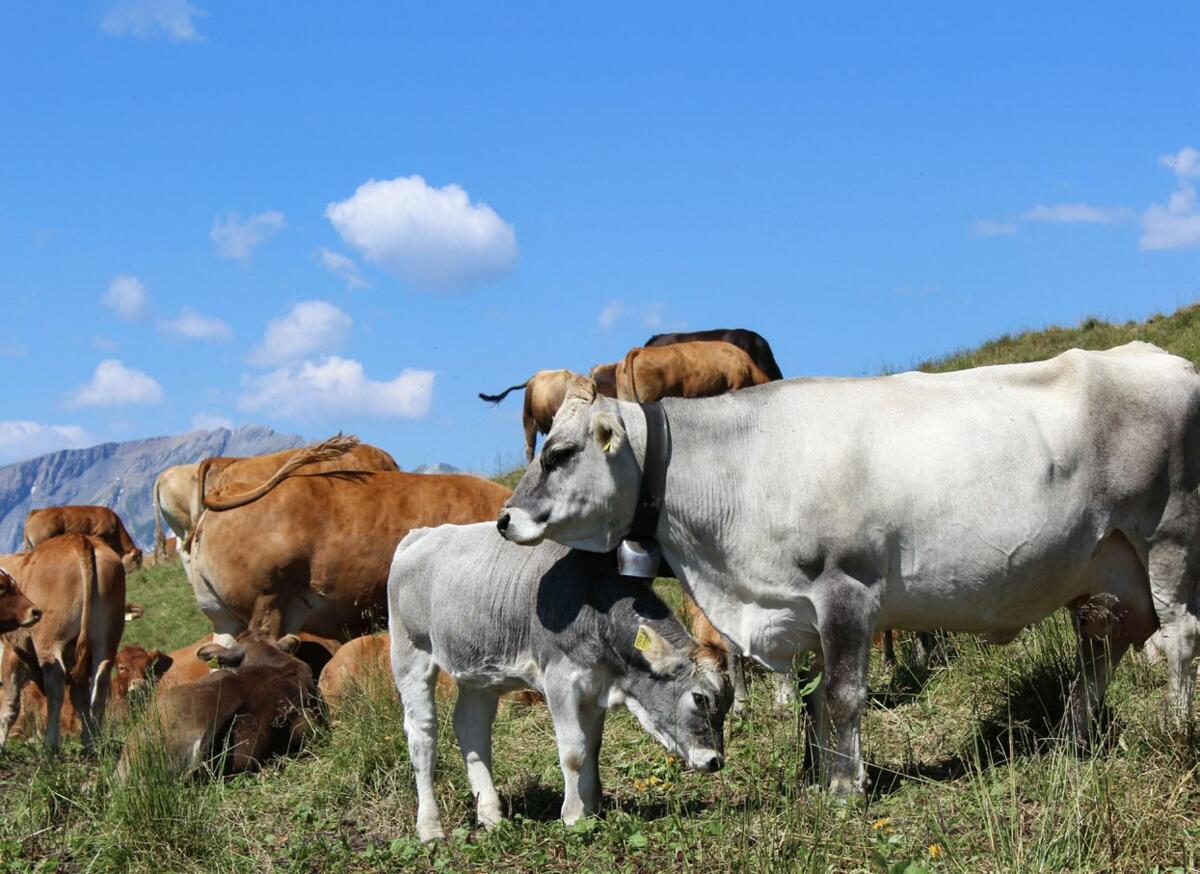 Les animaux qui sont alpés chaque année connaissent le quotidien à l’alpage et appaisent le troupeau. En principe, les vaches mères au caractère diffici...