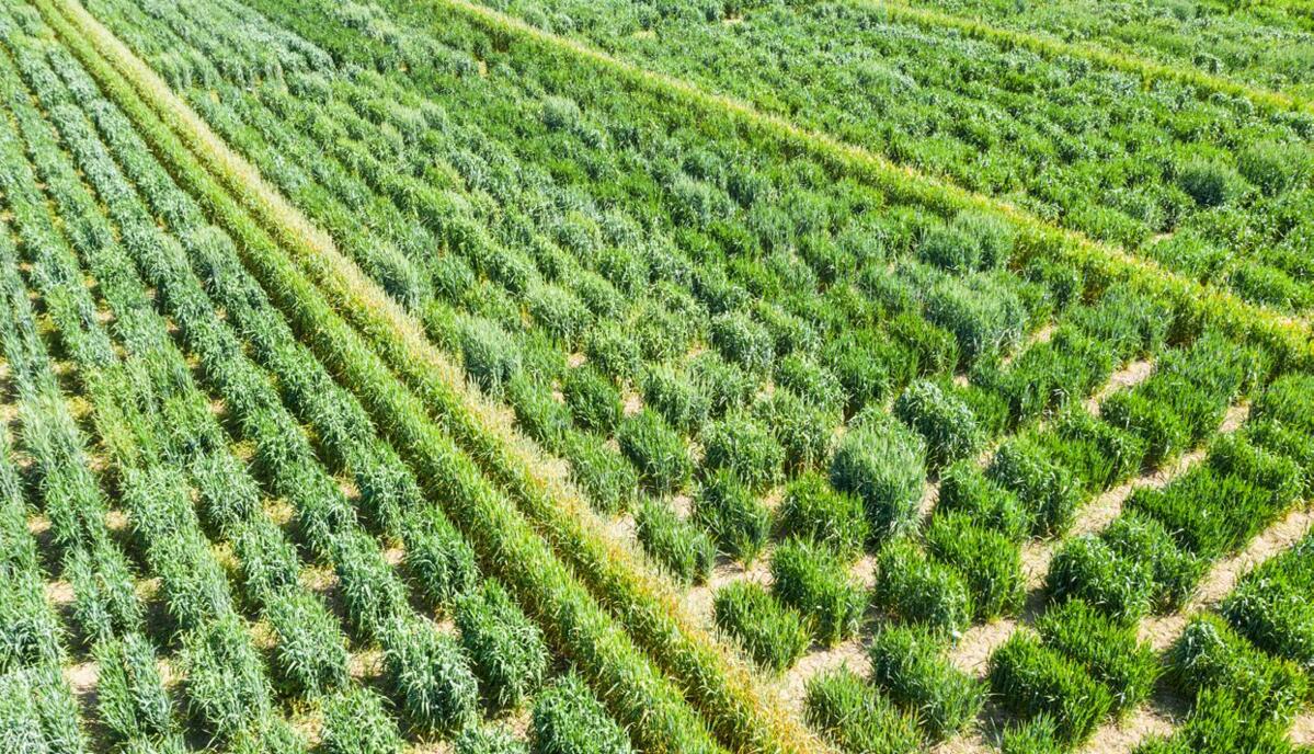 In der Weizenzüchtung bei Agroscope Changins werden jährlich bis zu 25 000 Weizenlinien visuell vom Züchter beurteilt.