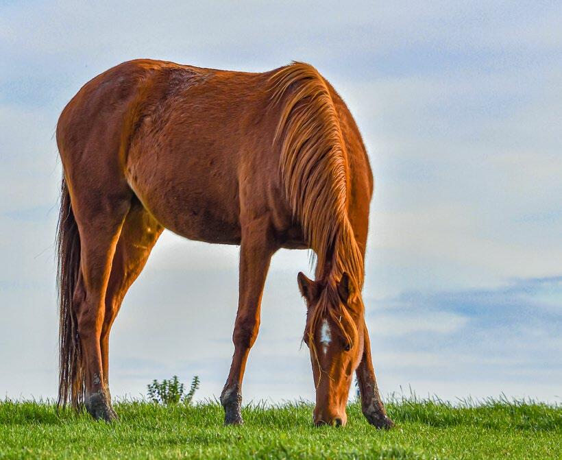 Chez les chevaux, la durée de pâture doit être augmentée progressivement.