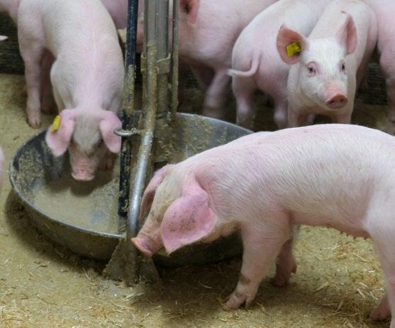 Les porcelets sevrés doivent manger suffisamment. 