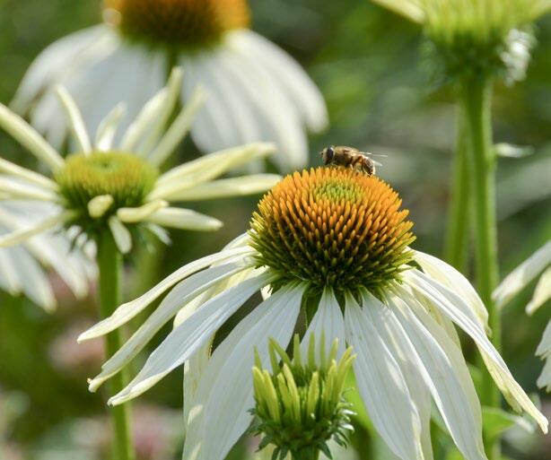 Le souci (Calendula officinalis) est facile d’entretien et les insectes l’apprécient.