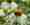Le souci (Calendula officinalis) est facile d’entretien et les insectes l’apprécient.