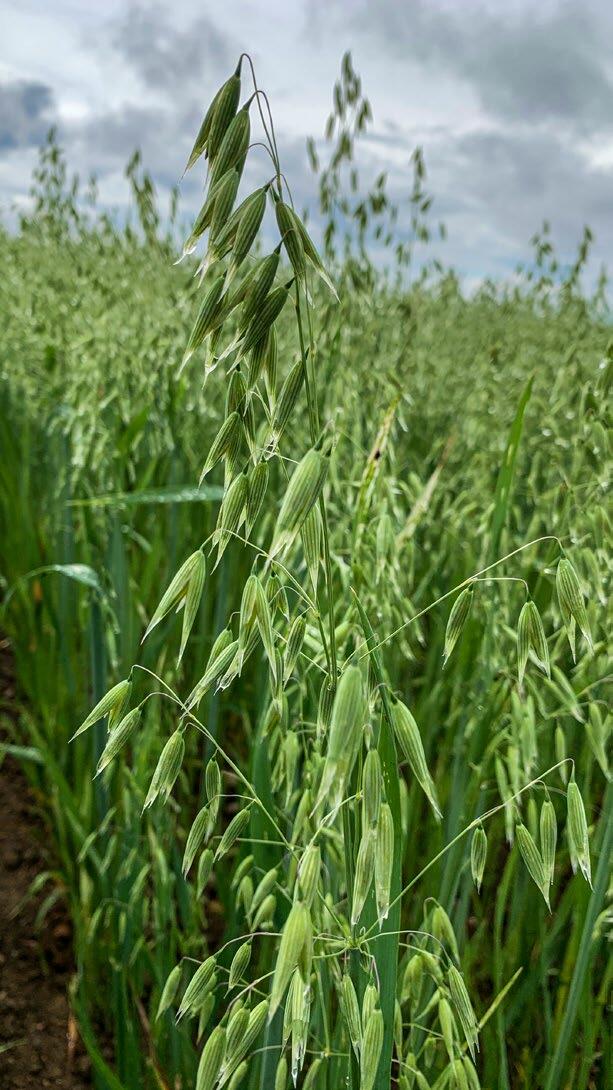 Einheimischer Biohafer für die Verarbeitung im Lebensmittelsektor ist gefragt. Die Nachfrage nach Futterhafer ist wesentlich geringer.