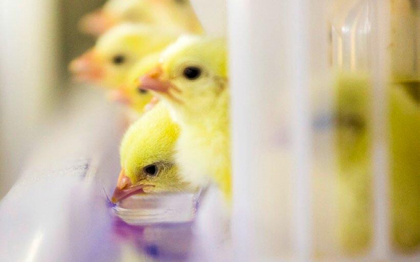 Die Küken haben nach dem Schlupf Wasser und Futter zur freien Verfügung.