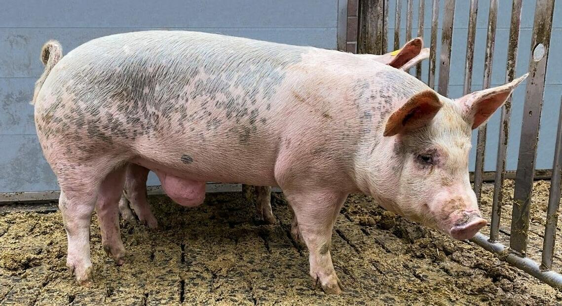 Nabelbrüche entstehen meist schon in der Aufzucht, werden aber erst später in der Mast sichtbar.