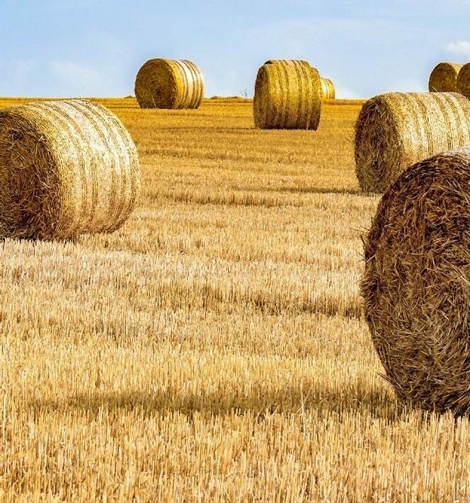 Der Düngeplan ergibt sich aus vielen Faktoren.