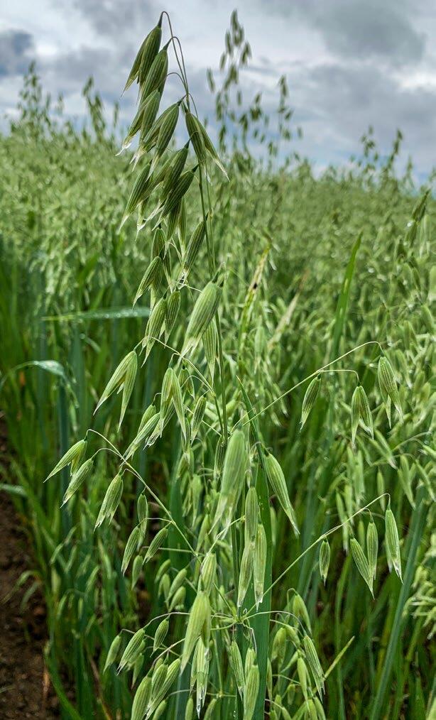 L’avoine alimentaire bio indigène est recherchée. La demande pour l’avoine fourragère est nettement plus faible.