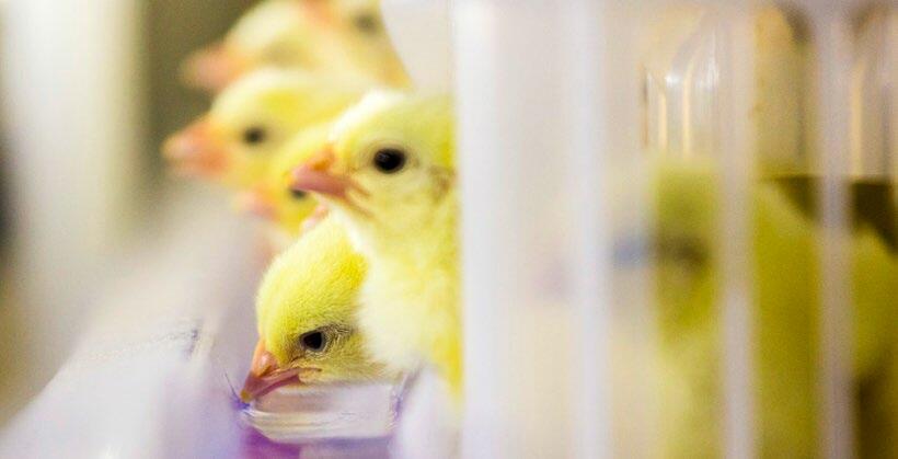 Les poussins ont accès à l'eau et à l'aliment. Le fait de disposer d’eau dès le départ les aide à ne pas se déshydrater.
