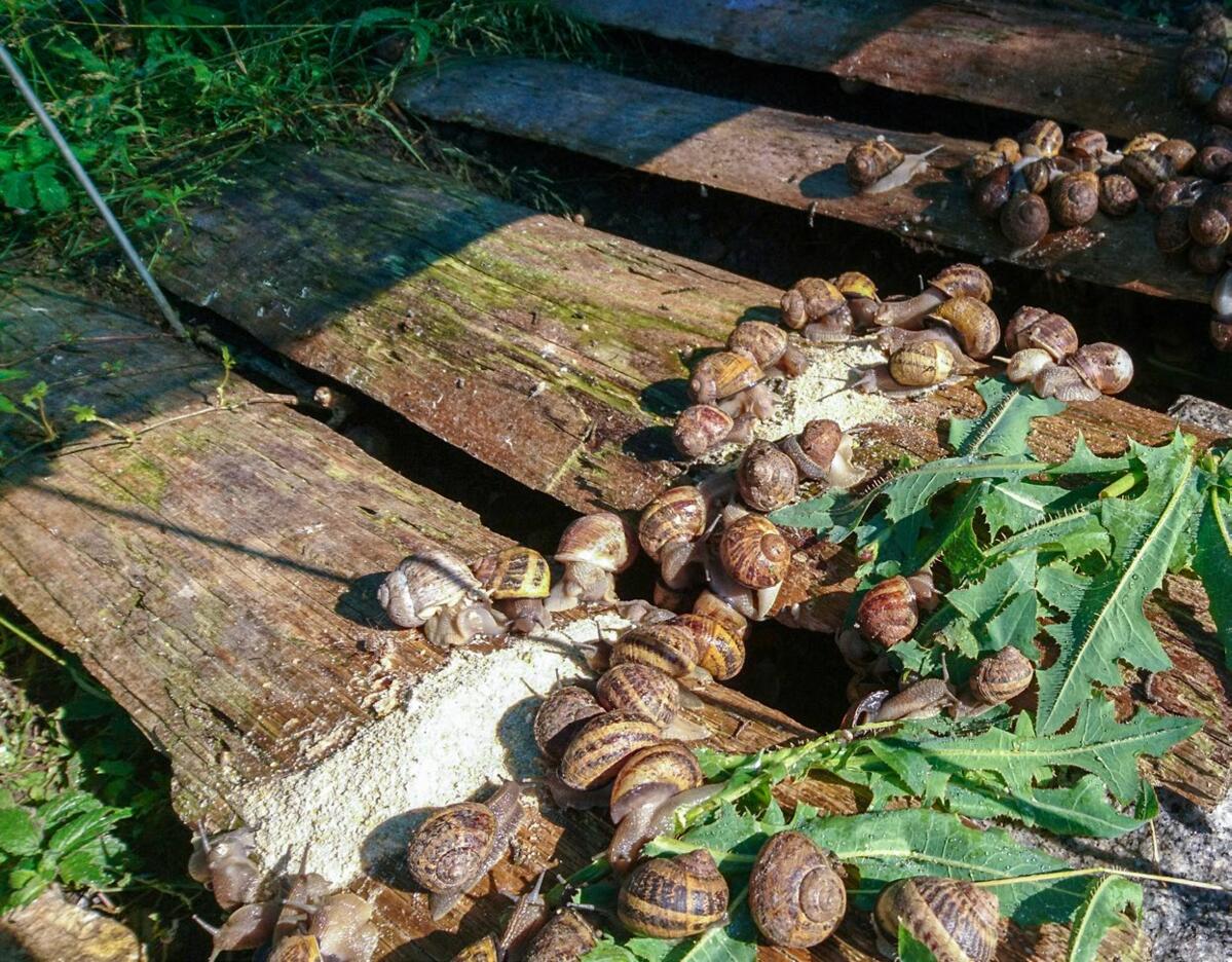 Les jeunes dents-delion légèrement sèches sont un mets de choix pour les escargots. 
