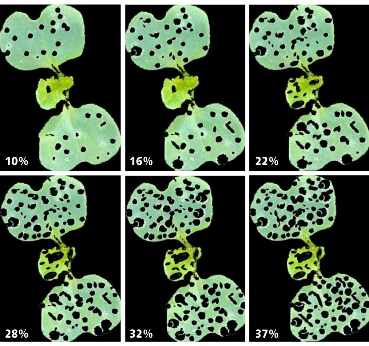 Une culture de colza au stade cotylédons est en danger si le ravageur a détruit plus de 25 % de la surface foliaire (rangée du bas).