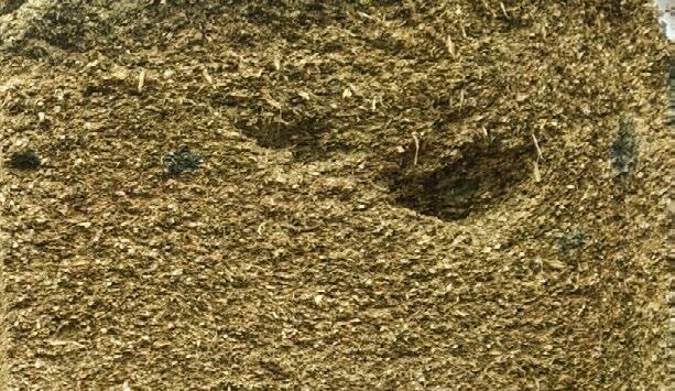 Ein Fahrsilo mit Schimmelpilzbildung.