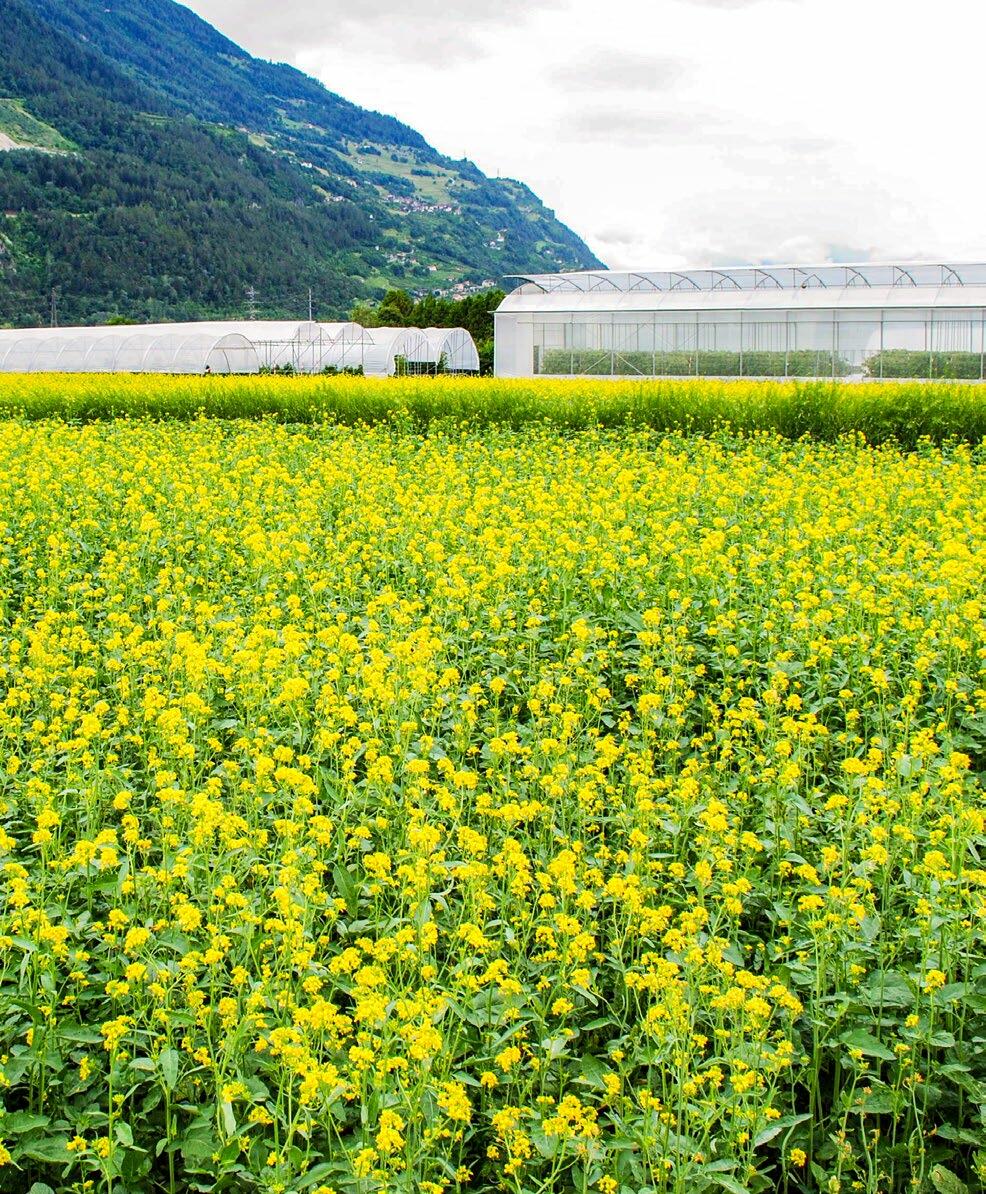 La moutarde brune, une plante de biofumigation typique.