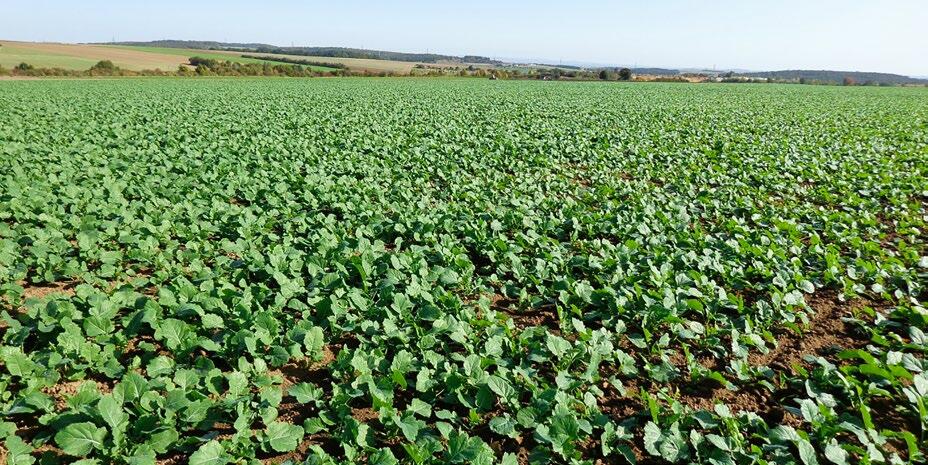 Perlka pour un bon démarrage du colza. 