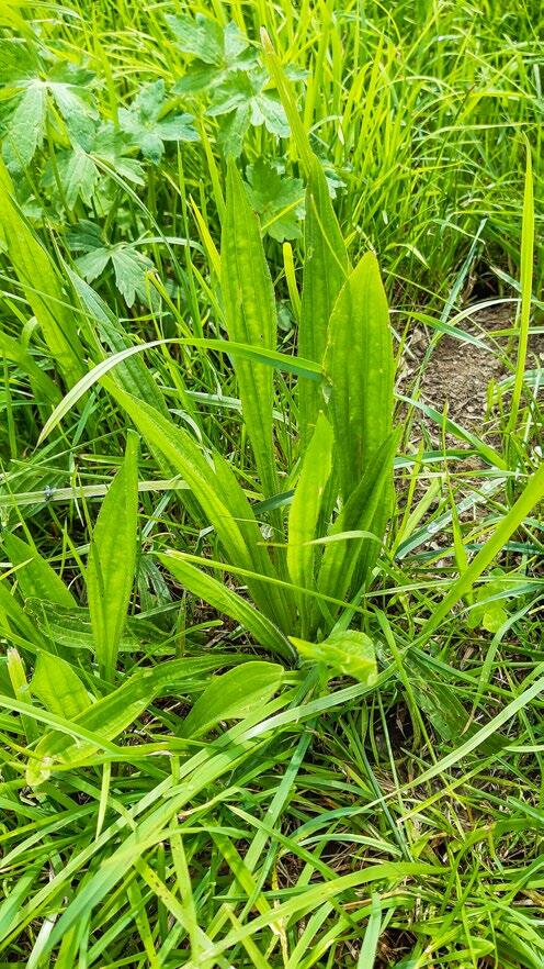 En plus d’être une plante médicinale de valeur, le plantain lancéolé indique que le sol sur lequel il grandit est riche en nutriments.