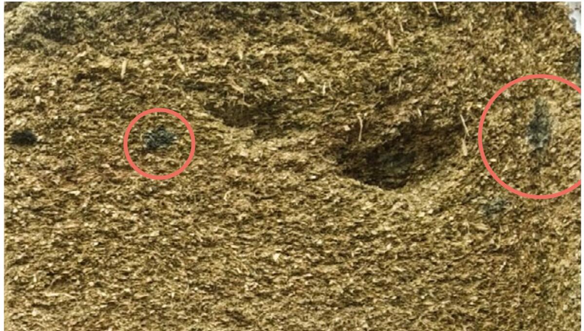 Silo tranché avec présence de moisissures. 