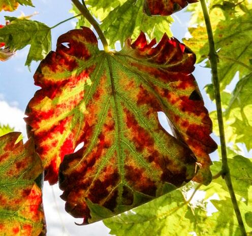 Die wunderschöne Herbstfärbung bei der Rebe läutet die Herbst-arbeiten ein.