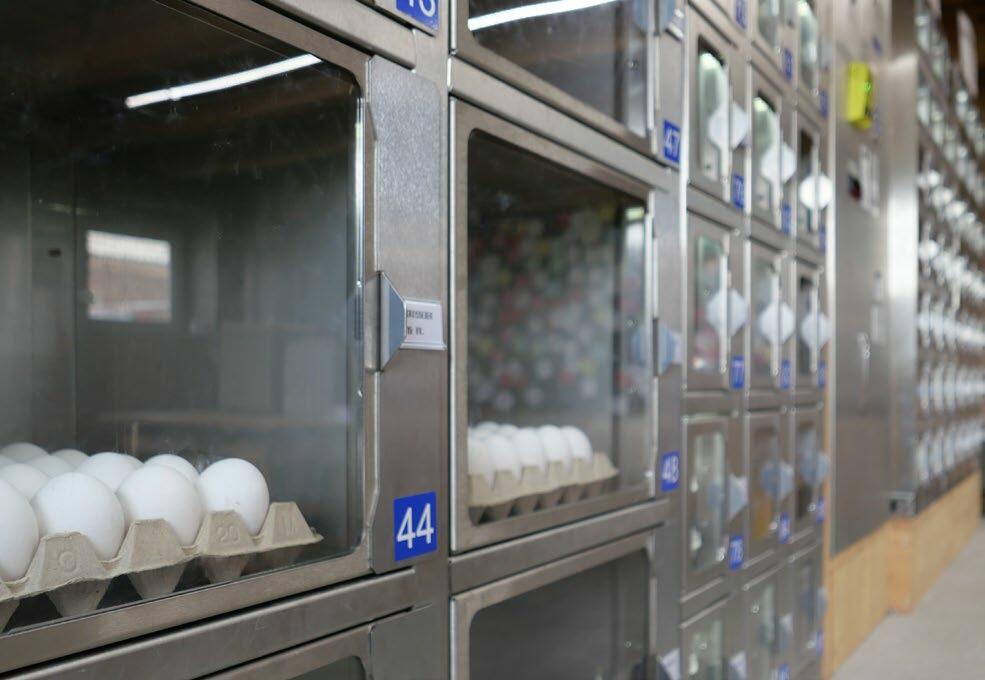 Dans son magasin à la ferme de Teuflibach, la famille Birrer écoule des œufs frais en vente directe à l’aide d’un automate. Ces auto mates VT se compose...