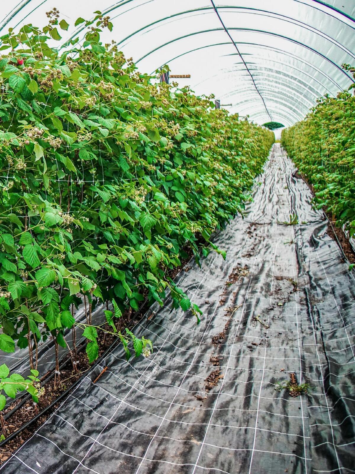 Culture bio de framboises Long Canes dans un tunnel mobile.