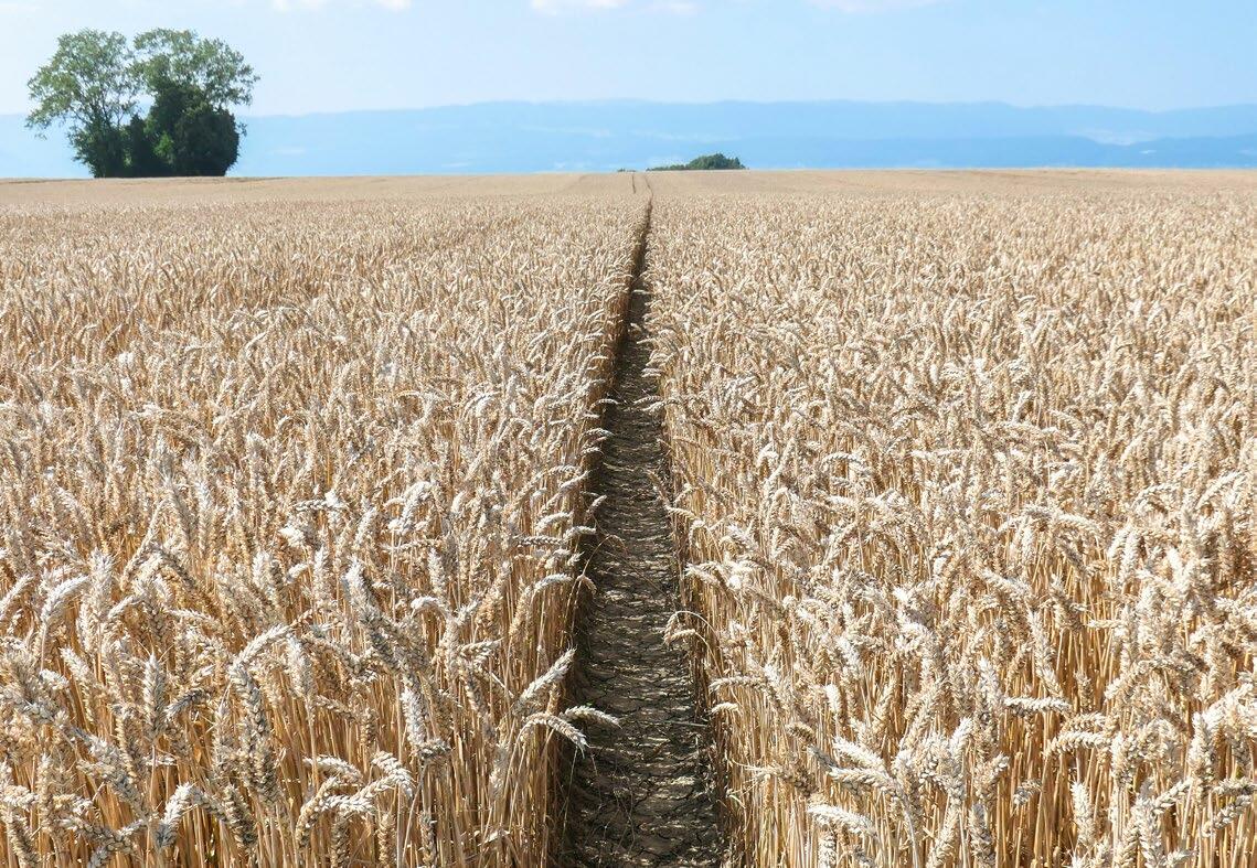 Dans le choix variétal, on recommande de diminuer la part de blé de classe II au bénéfice du blé fourrager ou de la classe I. 