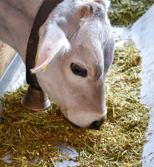 Les veaux apprécient beaucoup Animash Junior. 