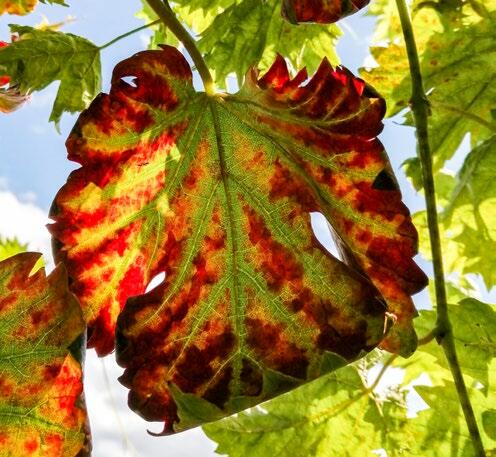 Dans les vignes, les superbes couleurs d’automne marquent le début des travaux automnaux.