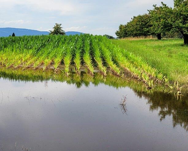 L’eau stagnante entrave la performance racinaire, ce qui réduit l’absorption de nutriments.