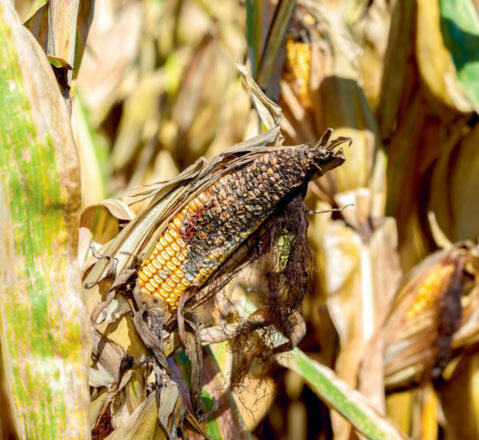 Mykotoxine in der Ernte können negative gesundheitliche Folgen für die Tiere haben.