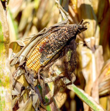 Les mycotoxines présentes dans les produits récoltés peuvent avoir des conséquences négatives sur la santé des animaux. 